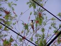 Red whiskered bulbul